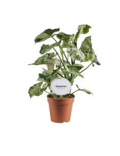 Syngonium planta de interior fácil cuidado hojas verdes y rosadas Endanea Garden