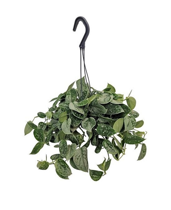 Scindapsus planta de interior fácil cuidado purifica aire decoración natural

