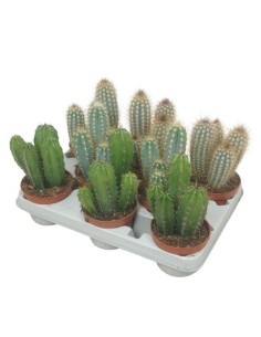 Cereus Peruvius  Cactus Exótico y Resistente para Jardines e Interiores | Endanea Garden

