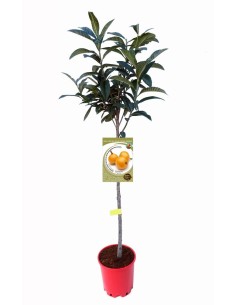 Níspero del Japón 10L - Árbol Frutal Dulce y Resistente para Jardines