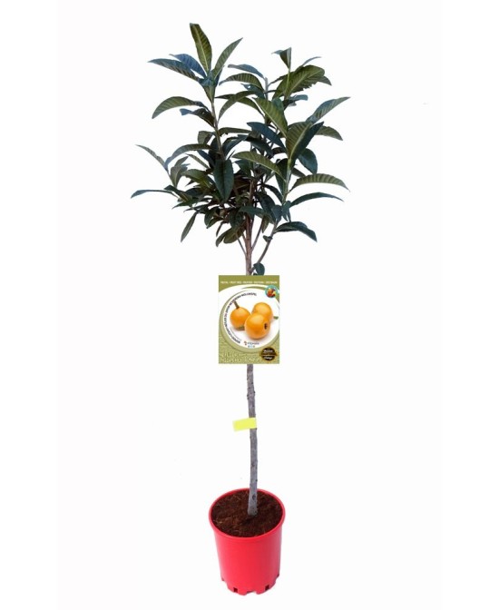 Níspero del Japón 10L - Árbol Frutal Dulce y Resistente para Jardines

