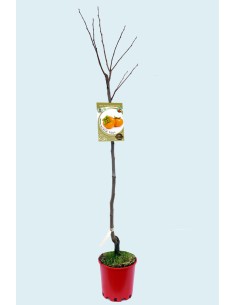 Kaki Rojo Brillante C10L - Árbol Frutal Fácil de Cultivar y Productivo