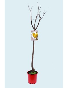 Membrillo Champion 10L | Árbol Frutal Resistente y Productivo para Huertos