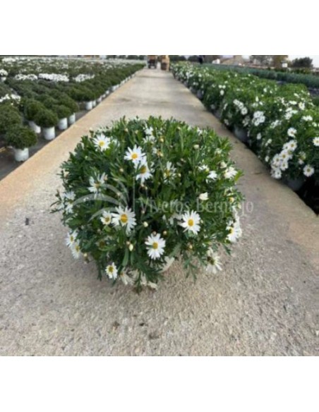 Argyranthemum  Margaritas de Canarias para Jardín y Terraza | Endanea

