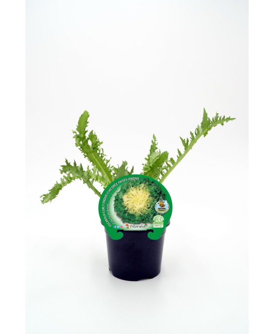 ESCAROLA PACK 12UD CICHORUM ENDIVIA