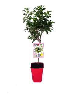 Ciruelo Enano  Árbol Frutal Compacto para Jardines y Huertos Urbanos | Endanea Garden

