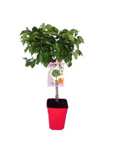 Albaricoque Enano | Árbol Frutal Compacto y Productivo para Jardín y Terraza