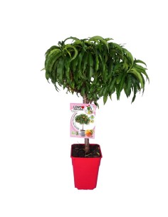 Melocotón Enano | Árbol Frutal Compacto y Fácil de Cultivar para Jardines y Terrazas


