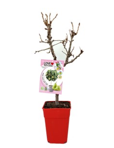 Peral Enano | Árbol Frutal Compacto y Fácil de Cuidar para Jardín y Terraza