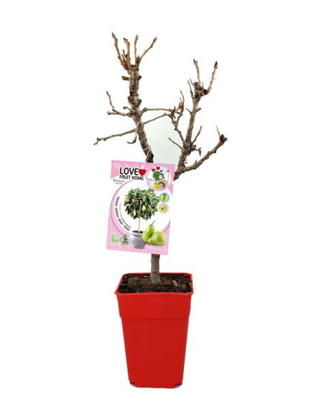 Peral Enano | Árbol Frutal Compacto y Fácil de Cuidar para Jardín y Terraza