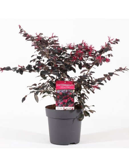 Loropetalum Black Pearl C25 7.5L  Planta ornamental morada | Endanea Garden