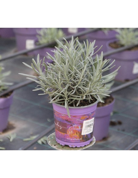 Lavandula angustifolia M17 - Lavanda Inglesa Aromática | Endanea Garden