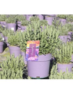 Lavanda Dentata M17 - Planta Aromática Resistente para Jardines | Endanea Garden

