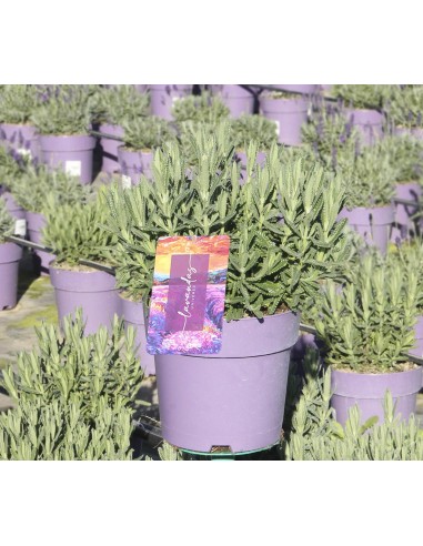 Lavanda Dentata M17 - Planta Aromática Resistente para Jardines | Endanea Garden

