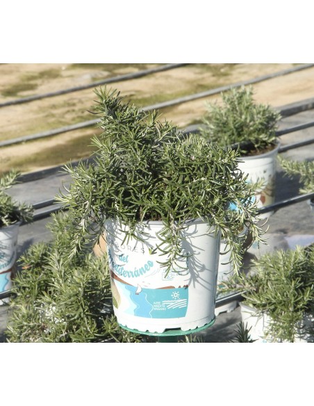 Romero Rastrero M17 - Planta Aromática de Bajo Crecimiento para Jardines | Endanea Garden

