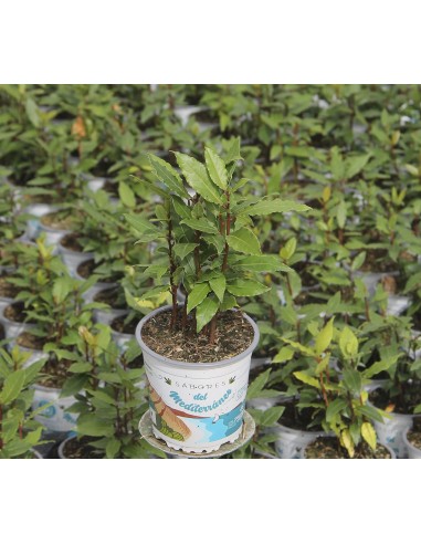 Mentha M13  Planta de Menta Fresca y Aromática | Endanea Garden

