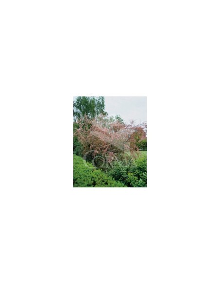 Tamarix Ramosissima Pink Cascade 10L - Planta Ornamental Rosada | Endanea Garden