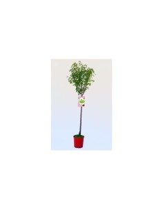 Prunus pisardii M25/10L  Árbol Ornamental de Follaje Púrpura y Flores Rosadas | Endanea Garden