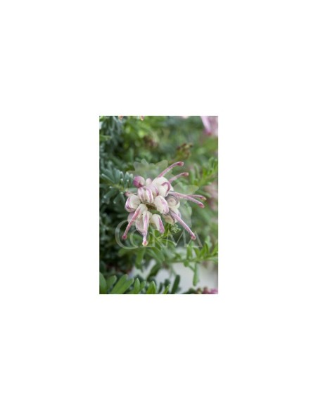 Grevillea Robusta C25/10L - Planta Exótica y Resistente | Endanea Garden