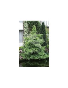 Cedrus Atlantica C25/10L  Cedro Azul Plateado para Jardín | Endanea Garden