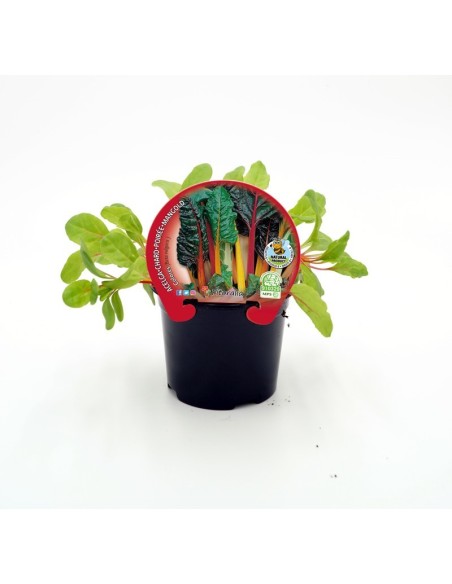 ACELGA COLORES PACK 6