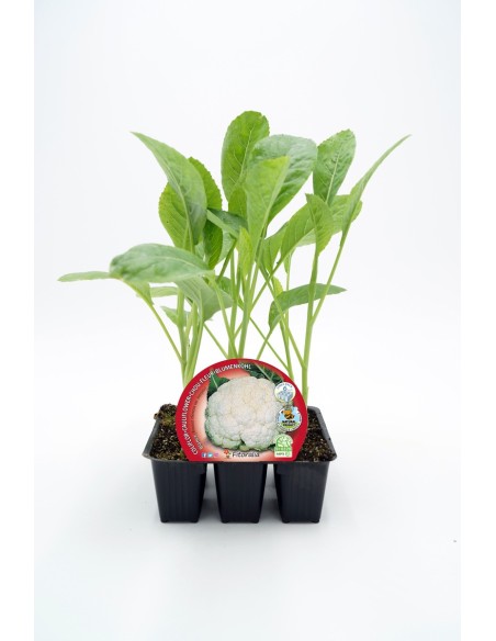 COLIFLOR PACK 12