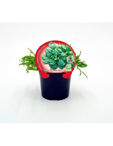ESPINACA PACK 6