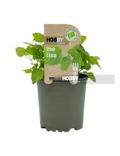 Melisa ECO Planta Ecológica  Infusiones Relajantes y Digestivas | Endanea Garden