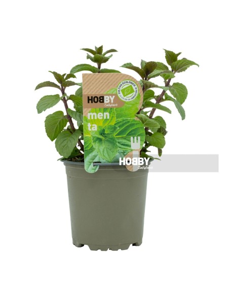 Menta Fresca para Infusiones y Cocina  Compra Online en Endanea Garden