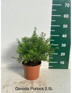 Genista Porlock 2.5L  Arbusto Perenne Amarillo para Jardines | Endanea Garden