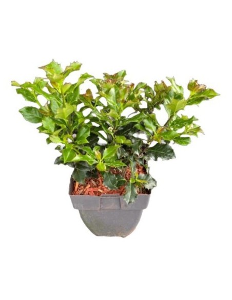ILLEX HECKENFEEL 3L Copa 24/016 - Planta para Setos y Jardines | Endanea Garden