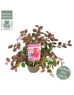Loropetalum Fire Dance 2.5L  Arbusto de Follaje Rojizo y Flores Rosadas | Endanea Garden