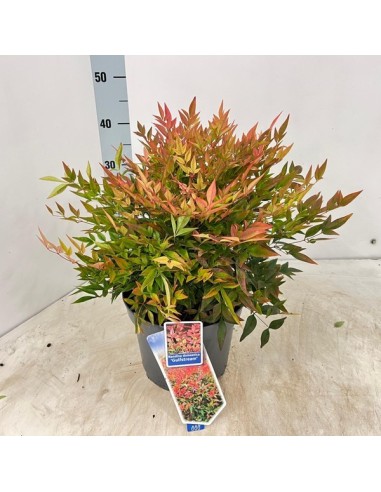 Nandina 2.5L  Arbusto Perenne con Follaje Cambiante y Resistente al Frío | Endanea Garden

