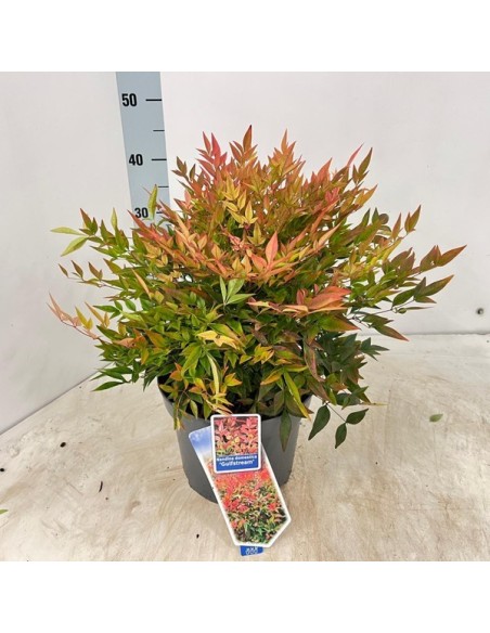 Nandina 2.5L  Arbusto Perenne con Follaje Cambiante y Resistente al Frío | Endanea Garden