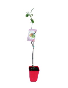 Kiwi Rojo Macho 2L - Planta Polinizadora para Kiwi Rojo Femenino