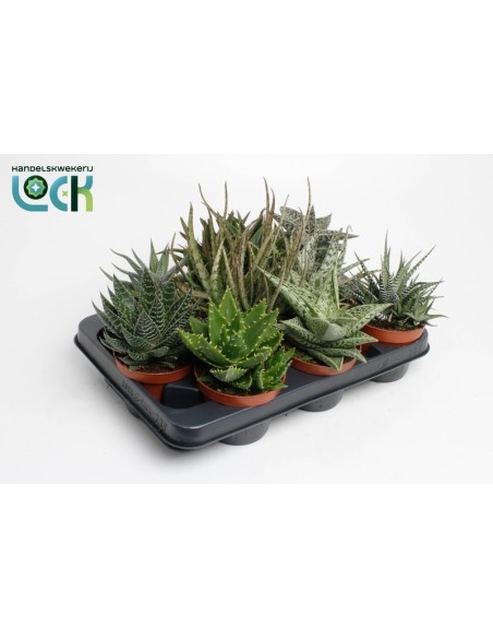 Aloe y Haworthia Mix - Suculentas Fáciles de Cuidar | Endanea Garden