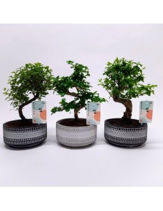 Bonsai Mix en Cerámica Tribal  Estilo Natural y Étnico | Endanea Garden

