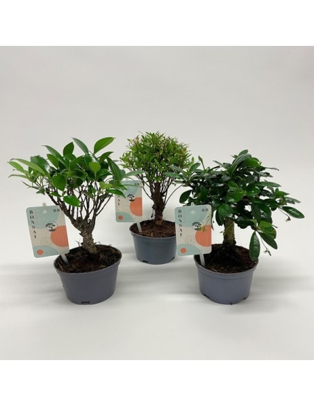 Bonsái Mix en Maceta Plástica | Set Variado de Bonsáis para Decoración | Endanea Garden