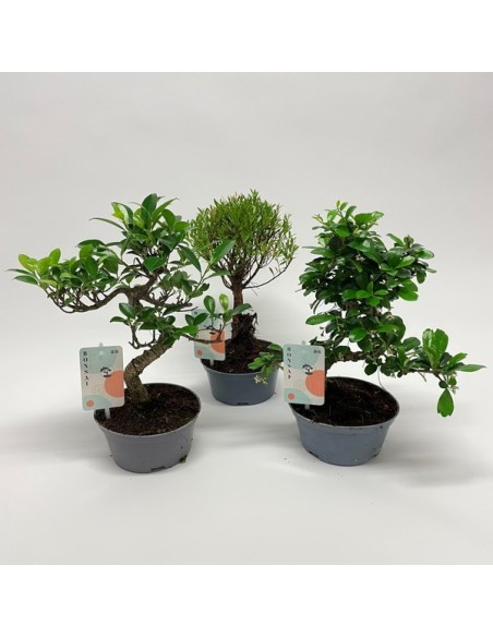 Bonsái Mix en Maceta de Plástico | Variadas Especies de Bonsáis | Endanea Garden

