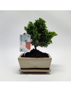 Bonsai Chamaecyparis en Cerámica con Platillo  Elegancia Natural | Endanea Garden

