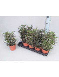 DIZYGOTHECA ELEG MIX