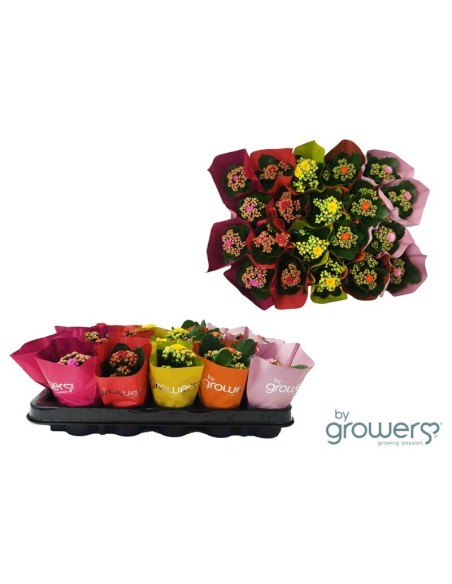 KALANCHOE BLOSS