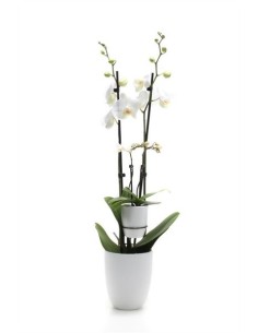 Phalaenopsis 4T  Orquídea de Interior con 4 Tallos y Flores Duraderas | Endanea Garden

