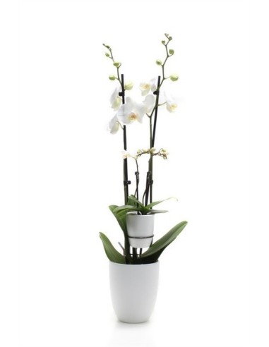 Phalaenopsis 4T  Orquídea de Interior con 4 Tallos y Flores Duraderas | Endanea Garden

