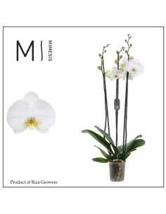 Phalaenopsis 3T | Orquídea de Interior con 3 Tallos, Fácil de Cuidar y Flores Duraderas

