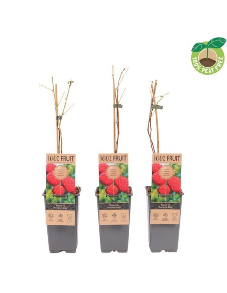 Rubus idaeus Endanea Garden | Frambueso Rojo Fácil de Cultivar