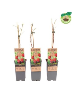 Rubus idaeus Twotimer Sugana Red | Frambuesa Doble Cosecha Dulce y Jugosa