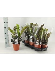 ZAMIOCULCAS ZAMIFOLIA 4+ M14