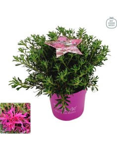 AZALEA JAPONICA 3L