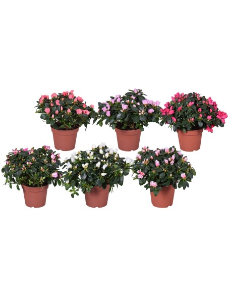AZALEA CRISTINE